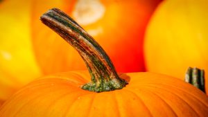 Pumpkin recipes